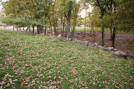 Neil’s lawn with leaves