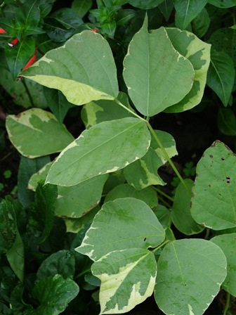 Variegated kudzu