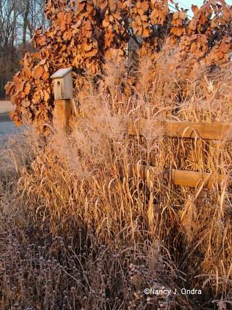 Quercus dentata with Panicum ‘Dallas Blues’ and Rudbeckia fulgida Feb 3 08