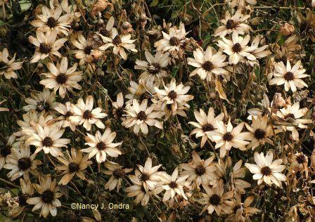 Zinnia Cherry Profusion after frost Oct 22 06