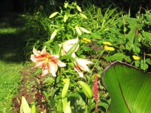 Red Hot Lily next to banana plant and persicaria