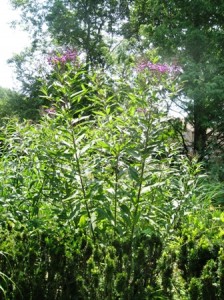 Vernonia noveboracensis-Ironweed