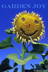 Garden Joy sunflower