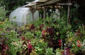 Coleus and other tropicals crowd benches toward the back of the nursery.