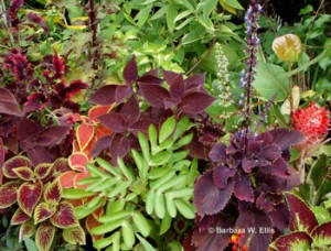 Coleus and other tropicals share space on crowded benches.