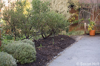 border_mulched
