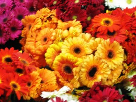 israel-11409-garden-center-gerbera-daisies-resized