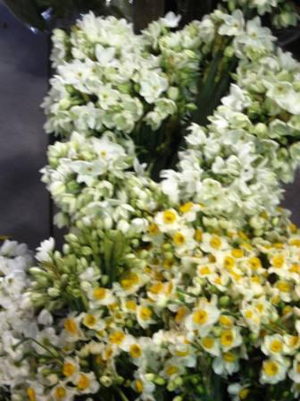 israel-11409-garden-center-narcissus-resized-12s-for-2-dozen