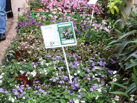 israel-11409-garden-center-nemessia-with-signage-resized