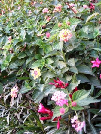 multi-colored-lantana-resized