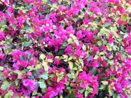 pink-bouganvillea-resized