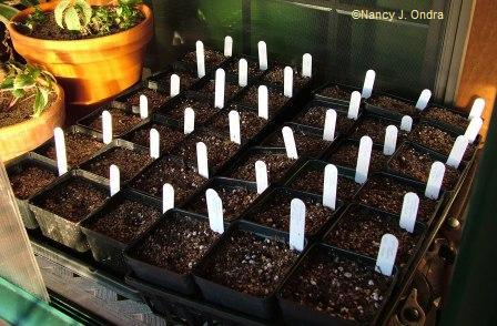 seeds-sown-for-winter-chilling-feb-2-08