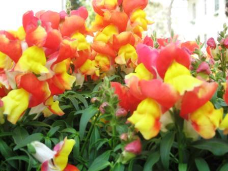 2-tone-colored-snapdragons-red-and-yellow-revised1
