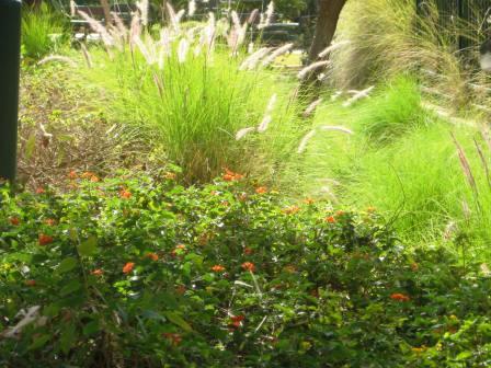 21509-orange-and-yellow-lantana-with-pennisetums-in-background