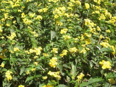 21509-yellow-lantana-bush-up-close