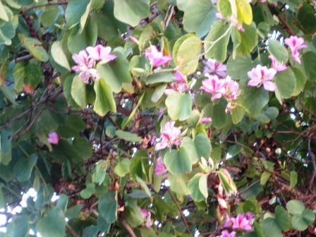 bauhinia tree resized