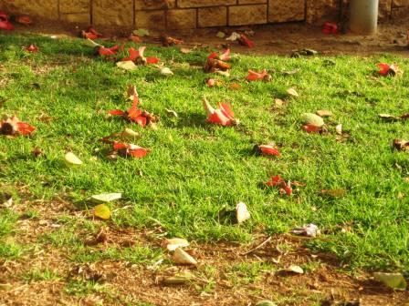 bombax-ceiba-blooms-on-ground-resized