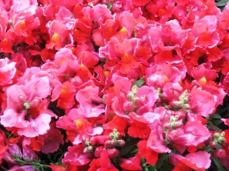 close-up-of-strawberry-colored-snapdragons-ta-21709-revised