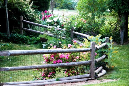 fenced-in-area-roses-growing-on-fence-resized