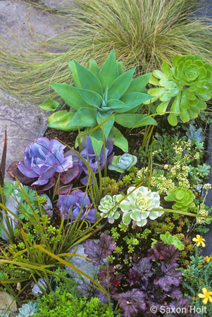 Succulents used as annual plants