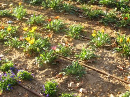 israel-irrigated-flowers-before-resized