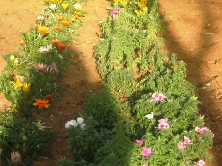 israel-irrigated-flowers-in-between-resized
