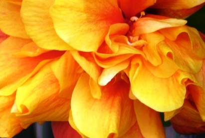 orange-hibiscus-2nd-resized