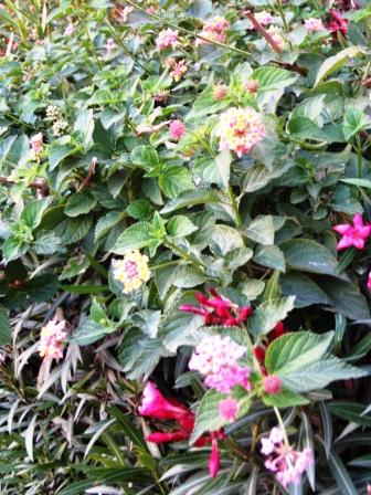 pink-and-yellow-lantanas-and-oleanders-resized