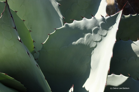 agave_parryi