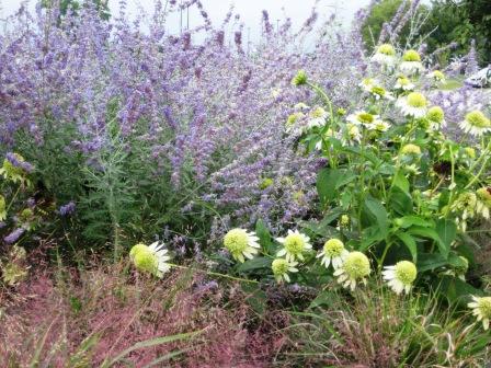 Perovskia, Echinacea 'Coconut Lime', Eragrostis spectabilis- Bank of Springfield