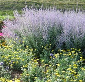 Perovskia, Echinops, Achillea- Bank of Springfield