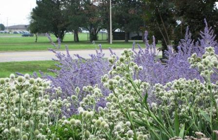 Perovskia, Eryngium- Bank of Springfield