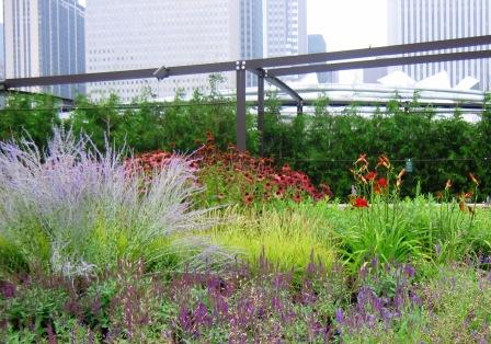 Perovskia, Echinacea, Salvia, Sesleria autumnalis, Hemerocallis 'Chicago Apache'- Lurie Garden