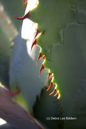 red_toothed_agave2