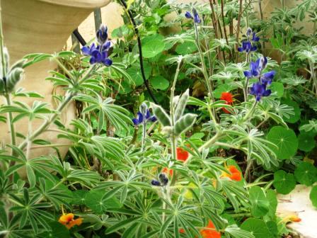 school-gardens-reisze-entryway-lupines-and-nasturtiums