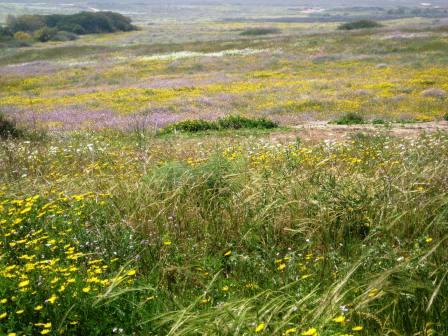 wildflower-meadow-3-resized-40209