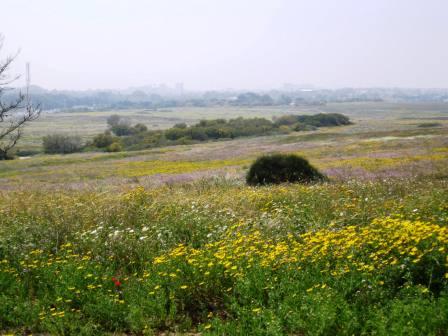 wildflower-meadows-1-resized-40209