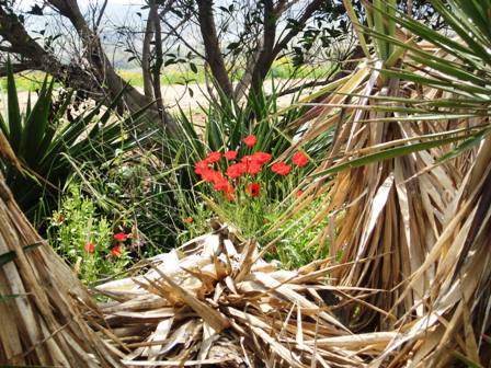 wildflower-meadows-poppies-in-center-ofagaves-resized-not-compressed