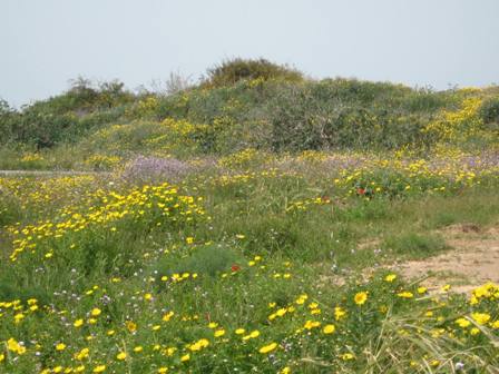 wildflowers-leading-to-beach-7-resized