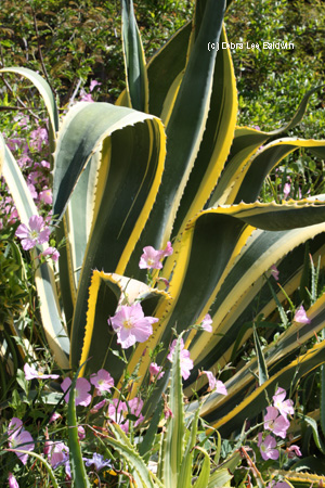 agave-americana-resized