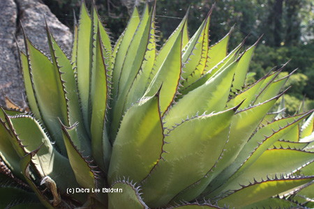 agave-shawii-resized