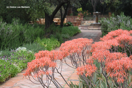 aloes-in-bloom-fountain-resized