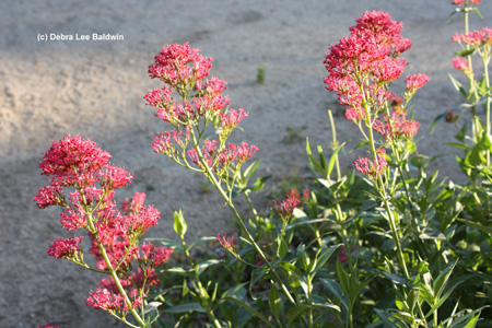 centranthus-w-c-resized