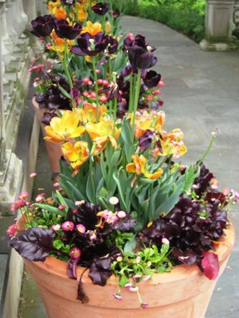 chanticleer-50909-repeating-spring-containers-of-tulips-at-front-entryway-resized