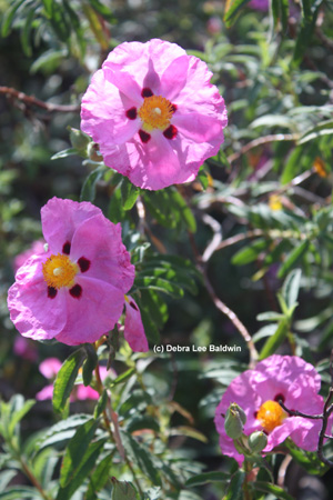 cistus-resized