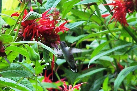 hummingbird_bee_balm1-resized