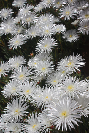 iceplant-flowers-resized