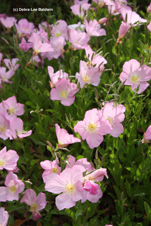 mexican-evening-primrose-resized