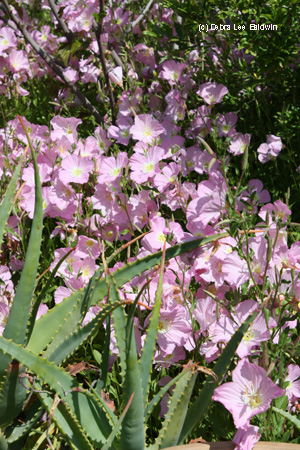 primroses-massed-resized