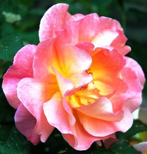 single-pink-yellow-rose-resized-cropped